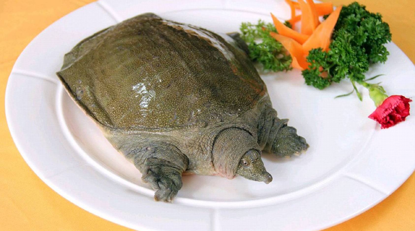 春日限定美食大赏